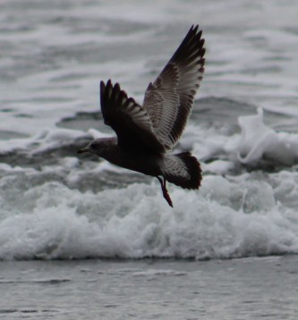 Love taking pictures of the birds