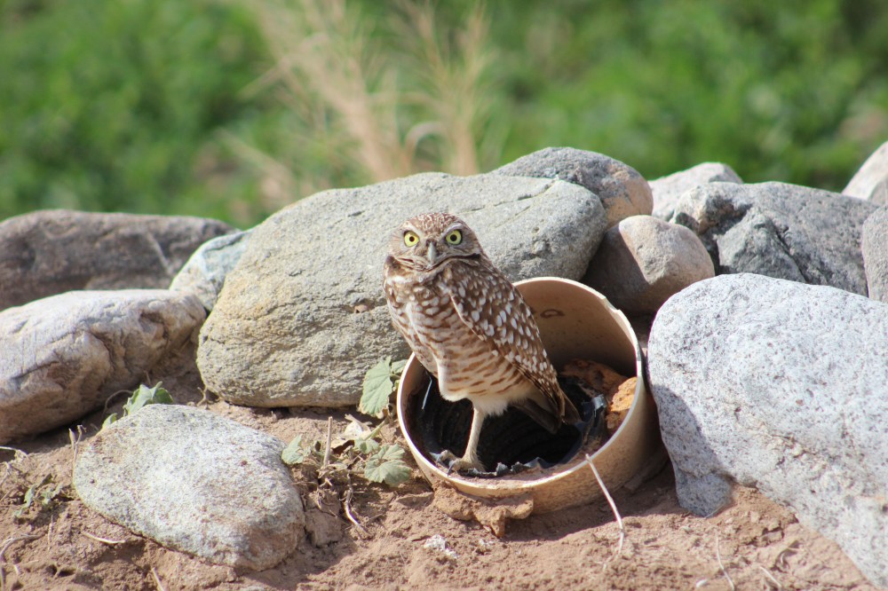 My favorite was these owl habitats they had set up which had burrowing owls living in them. They were close to the road and not afraid of the truck at all so I got tons of great shots. My first owl of any kind!!
