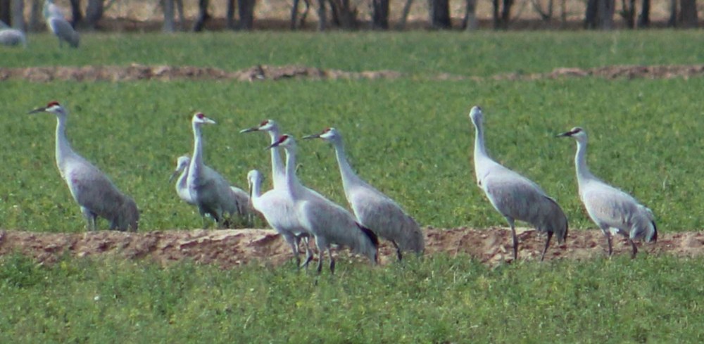 And Sandhill Cranes!!! they stayed back very far as well and I was tempted to get out of the car to get the shot but I follow rules that are arround animal habitat