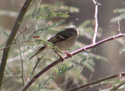 And this southwestern Willow flycatcher