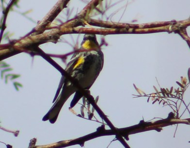 Lee got a shot of this Yellow-rumped Warbler