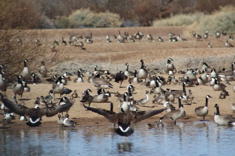 So many ducks and geese