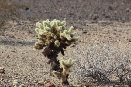 These we haven't seen much and they were all around 3 feet tall