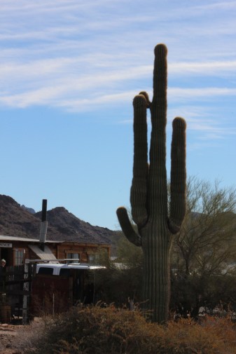 The outside was not much to look at but did have some really cool cacti around