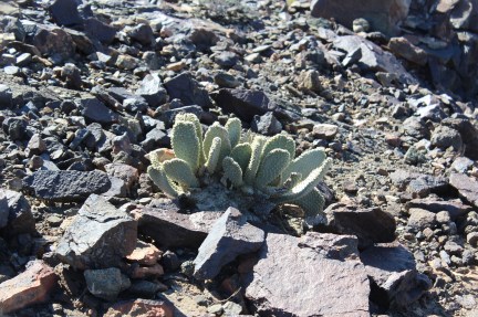 I love how life finds a way 