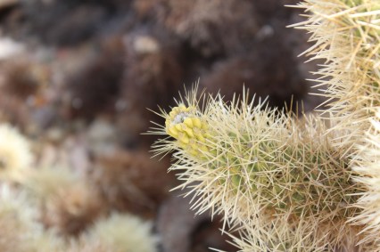 They even have little flowers on some and you have to be careful because the needles will "grab" you