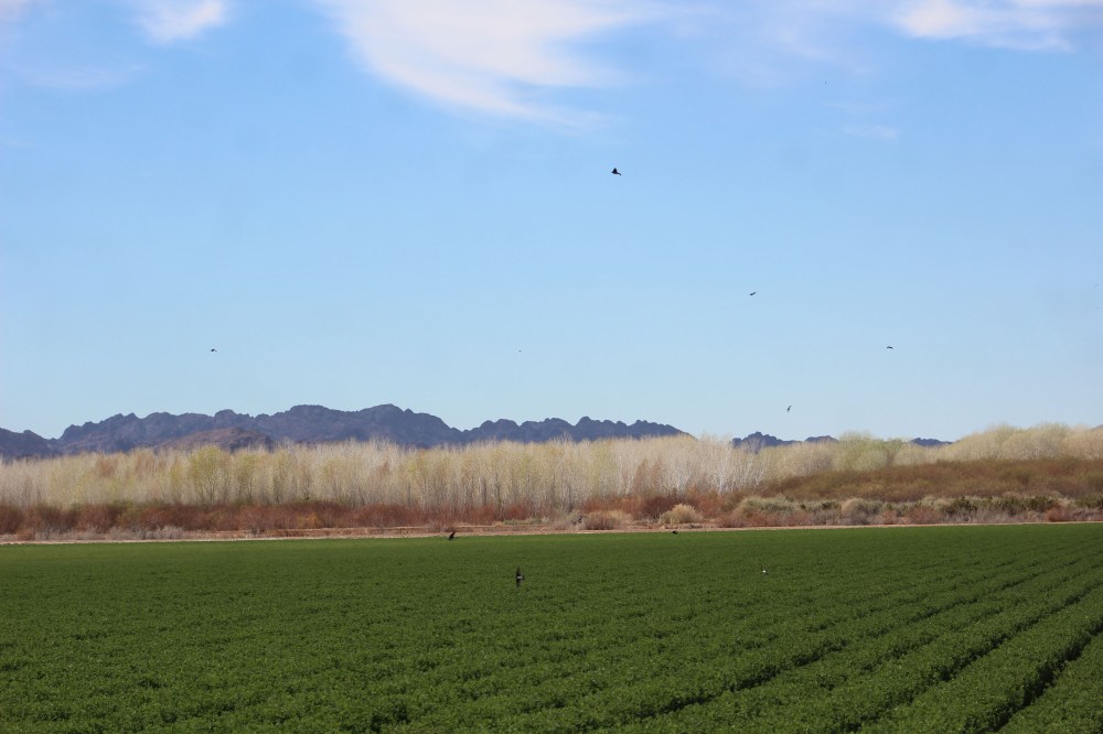 After the nature hike we continued on the auto tour which was laid out in four grids. the small birds were going nuts for whatever was in these fields