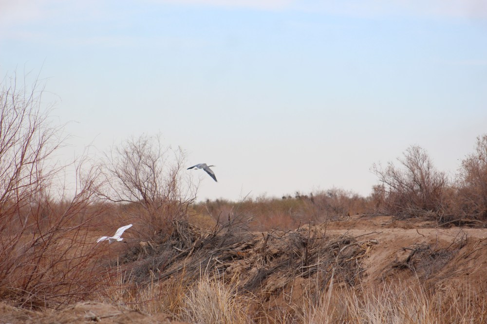 Then to top it all off we saw a Giant Egret and Blue Heron
