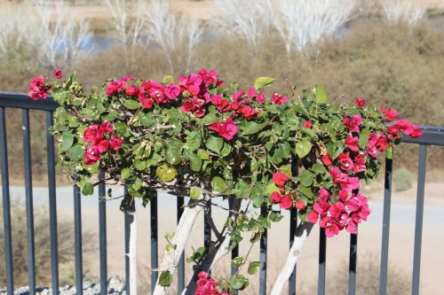 first flowers I have seen in awhile 