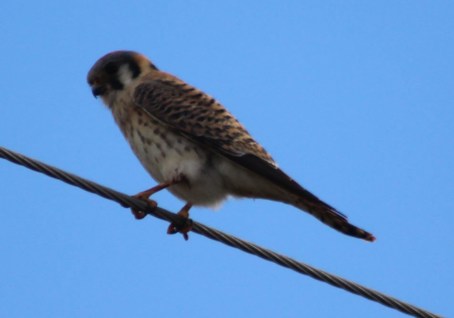 So of course there were hawks. Lee got this beautiful shot of an American Kestrel...a first for us