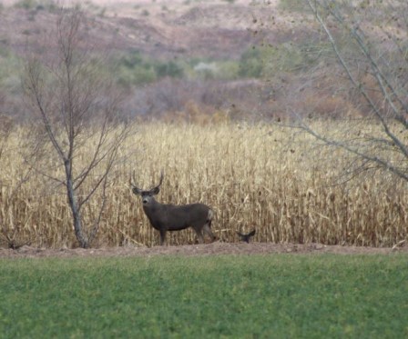yy mule deer