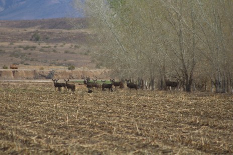 We saw a herd of mule deer pretty far back from the road