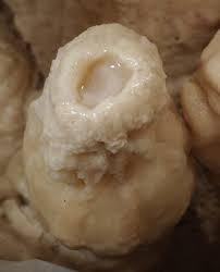 A living formation where we got to see the trips coming from the ceiling and going into the pool (azcentral.com)