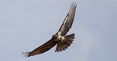 Lee got this shot of one of the many hawks we saw along the drive