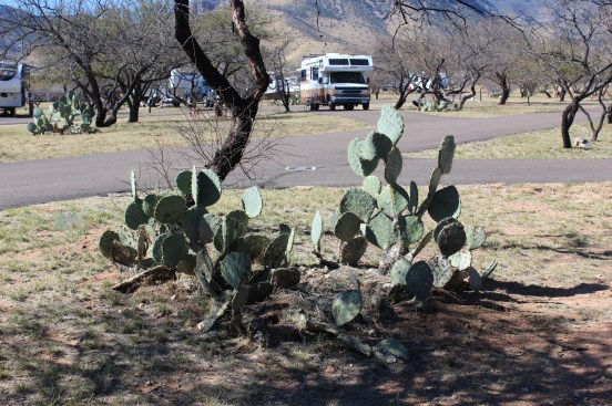 In our side yard but no so close it's dangerous