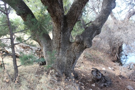 The oak tree 