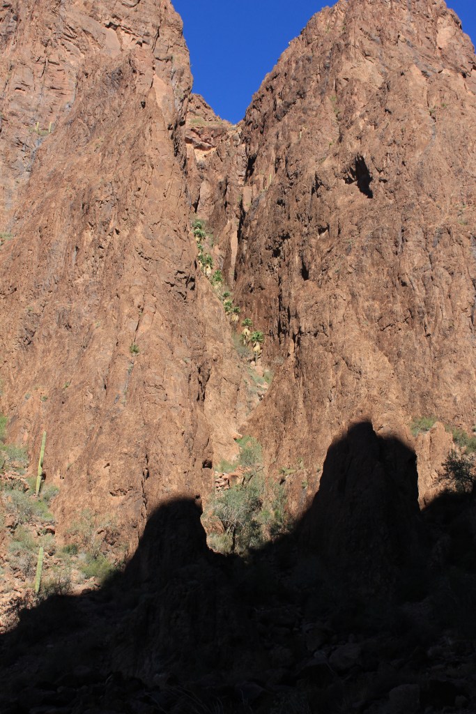 Finally we got to the spot where we could see the palms. These are the only indigenous palm trees in Arizona and many people stop at this point and turn back 
