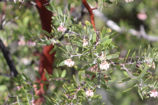 And since it's at a higher elevation some plant life I have not seen