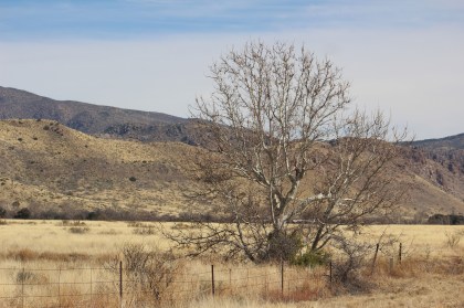 We stopped so I could get pictures of this hawk in the tree