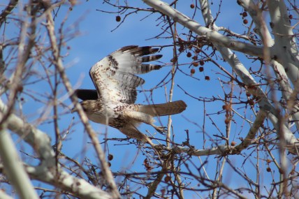 Look at the muscles in those legs