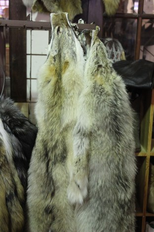 Real coyote pellets. Never seen these in a store before