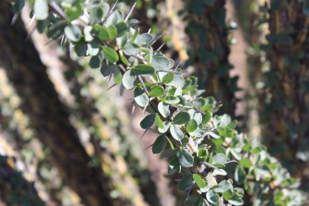 Still lots of thorns in there though