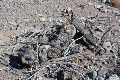 Even the dead stuff on the ground can hurt you