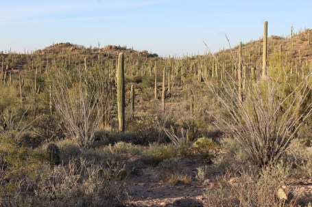 Hard to capture the intricacy in a pic