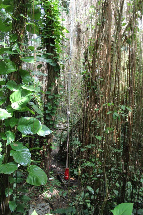 The rainforest was amazing