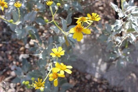 So m,any beautiful flowers to see and all from the Sonoran Desert area