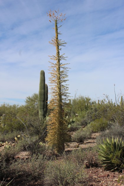 Numerous plants I had never seen before also. This one is a relative of the more common ocotillo