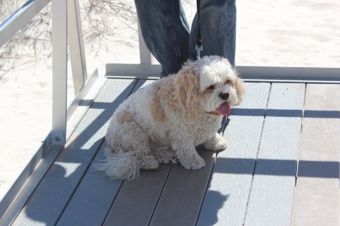 He seemed happier at the end of the boardwalk. Probably was confused like me on where the ocean was