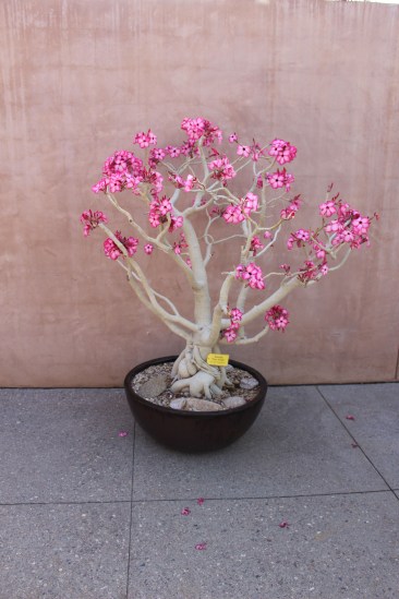 This tree was gorgeous