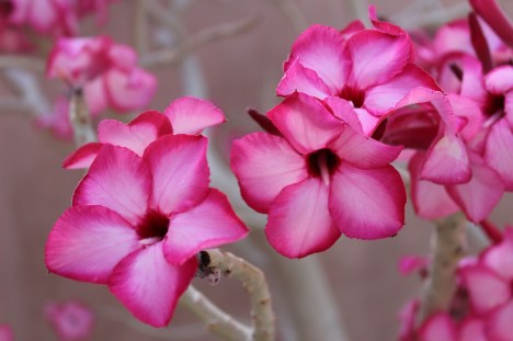 The flowers had no scent though 