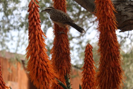 Cactus Wren