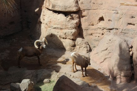 Desert Bighorn