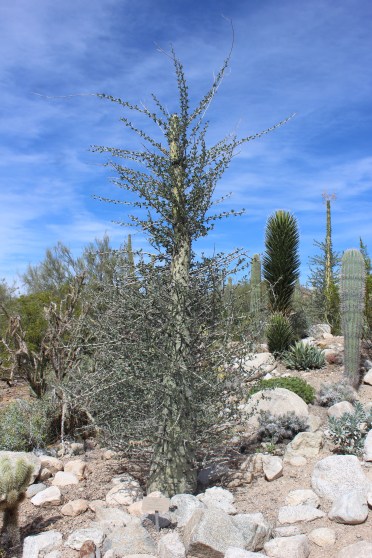 This funky plant is a relative of the ocotilla