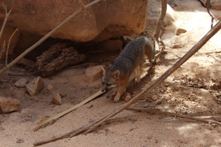 This grey fox was very active 