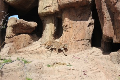 The mountain lion was huge and extremely restless