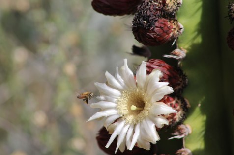 Lee's closeup. The bees in the area were all the solo bees and non stinging according to the signs we read