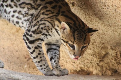 I didn't even see this guy but Lee got the most beautiful pic