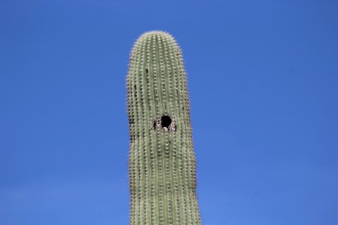 Gila Woodpeckers make nests in the cacti for their eggs. Pretty safe place for them