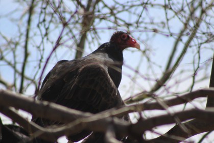 Vultures perform a very important role in the desert (Lee's pic)