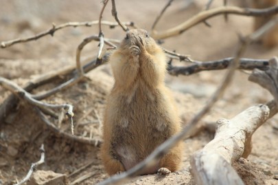 Check out the claws on this guy (Lee's pic)