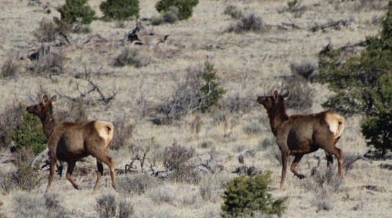 Elk in the wild