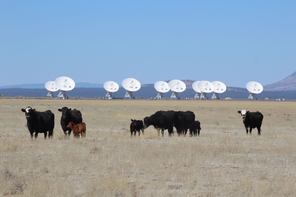 And we both loved the cows that graze freely on the land. They've even lined up like the dishes for us (Lee's pic)