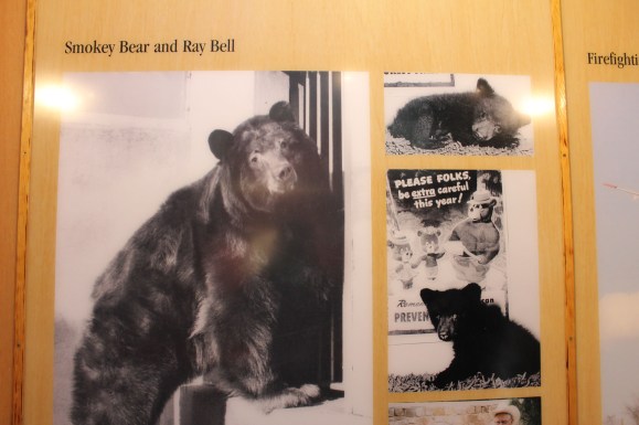 Smokey as a cub and grown bear
