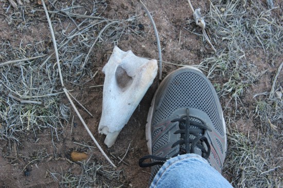 A big piece of bone near our fire ring