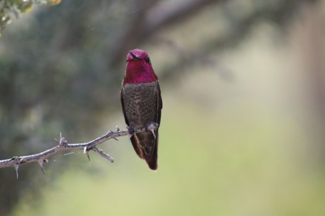 Anna's hummingbird