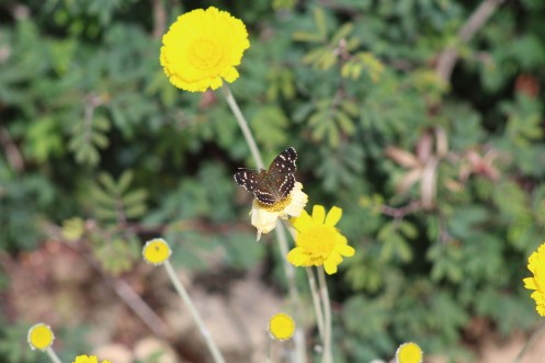Beautiful butterflies
